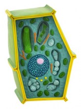 modelo celula vegetal